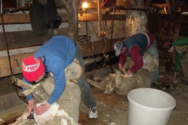Luke Dougherty Clayton Callens Sheep Shearing