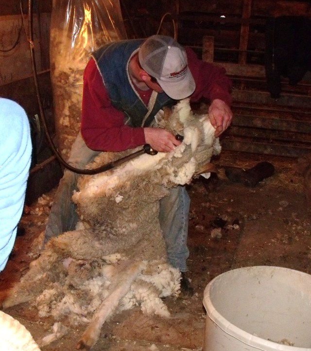 Clayton Callens Luke Dougherty Shearing