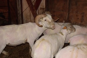 Sheep after shearing.