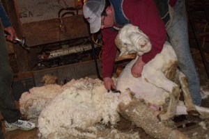 Clayton shearing a sheep buck.