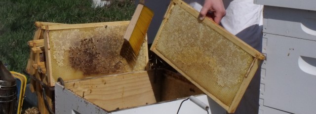 Capped honey
