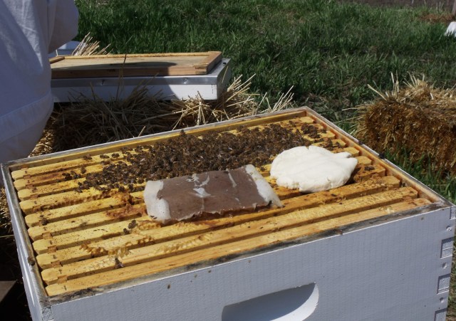 Looking for queen bee.