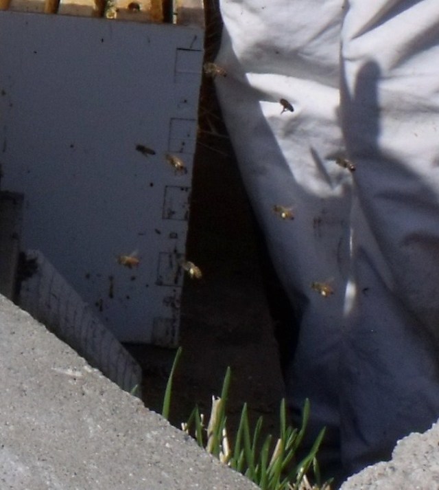 Bees carrying pollen April 25, 2011