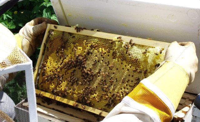Checking brood pattern.