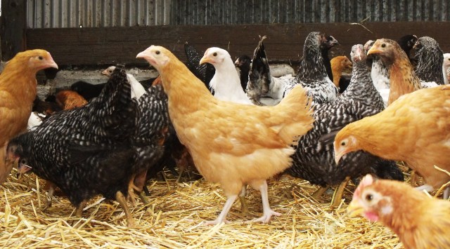 Chickens in the old greenhouse.