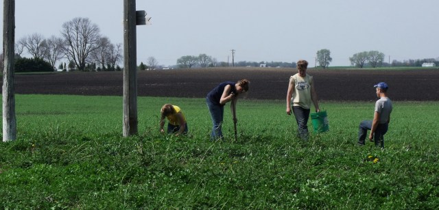 Digging hops for transplant
