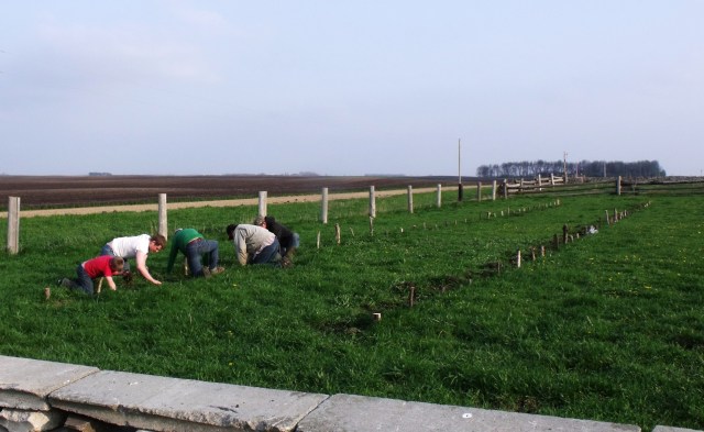 Weeding 1st planting hops after work.