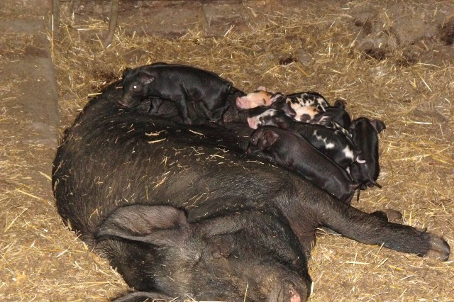 Sow with newborn piglets.