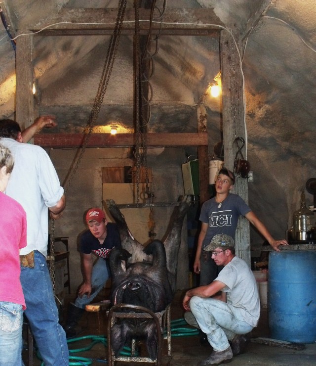 Processing a hog for the freezer.