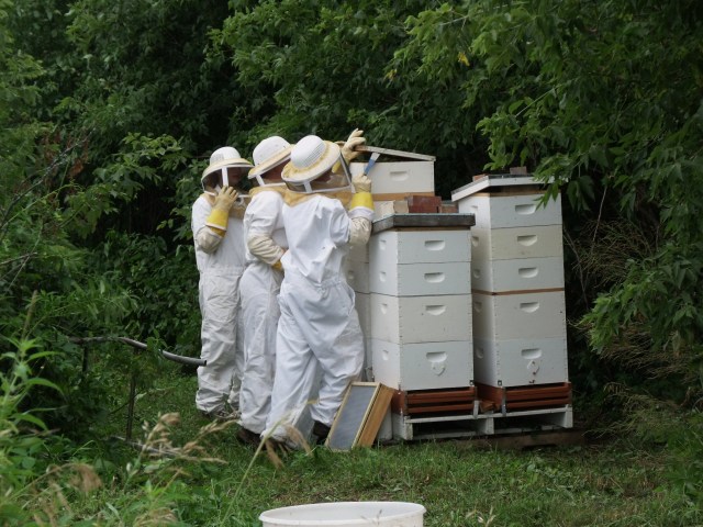 Opening the box to be harvested with anticipation!