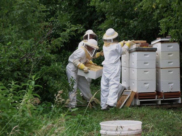 Removing the heavy load of honey.