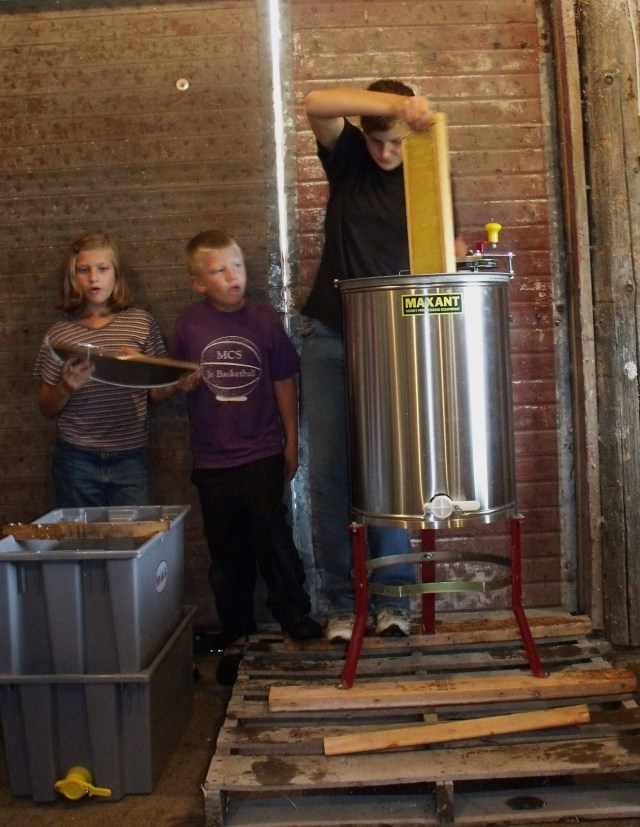 Putting the frame into the extractor after all wax caps have been removed.