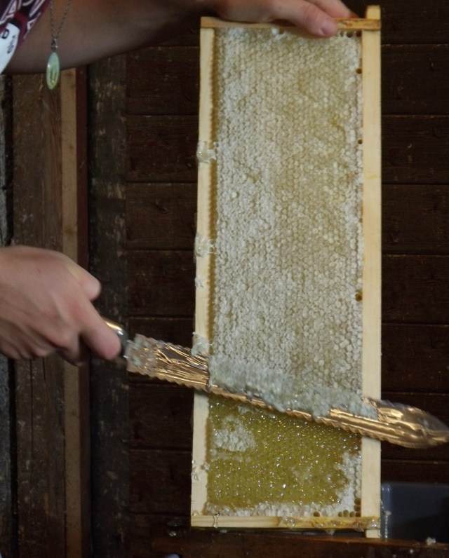 Using the uncapping knife to remove bees wax.