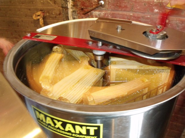 Extracting the honey with a hand crank.