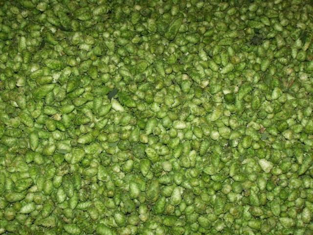 Cascade Hops, Minnesota Grown!