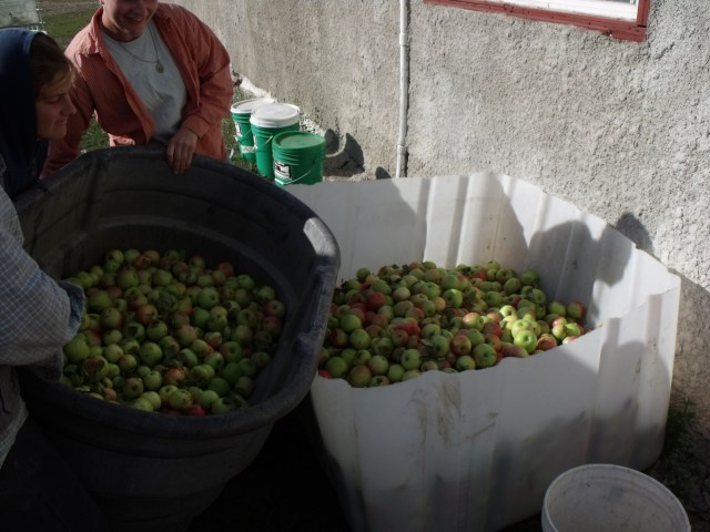 Filling a bin of apples for more apple cider.
