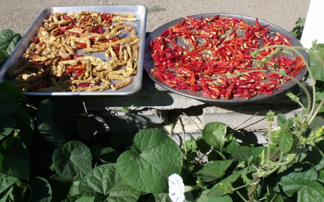 Dried jalapeno and hot peppers.