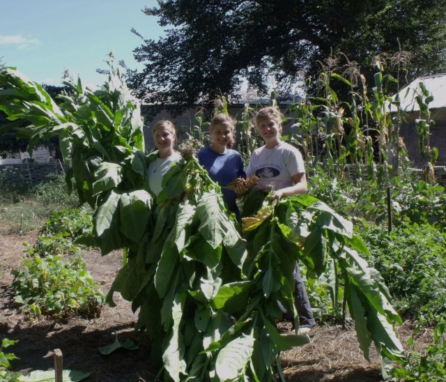 Harvesting the tobacco before the first frost.