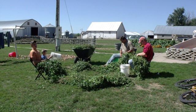 Caleb, Mario, Fred and Peter hand harvest the hops in the warm sunshine!