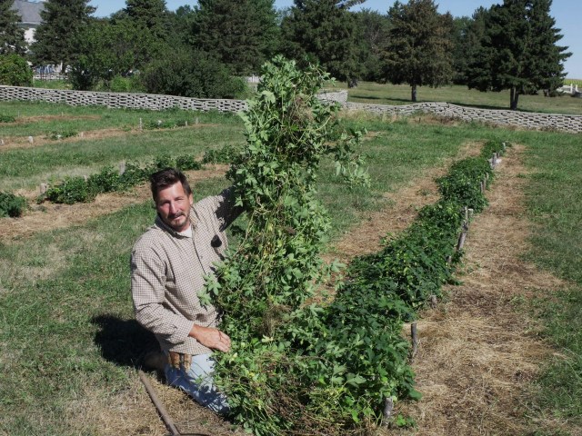 Fred holding up one of the Cascade Hops Vine.