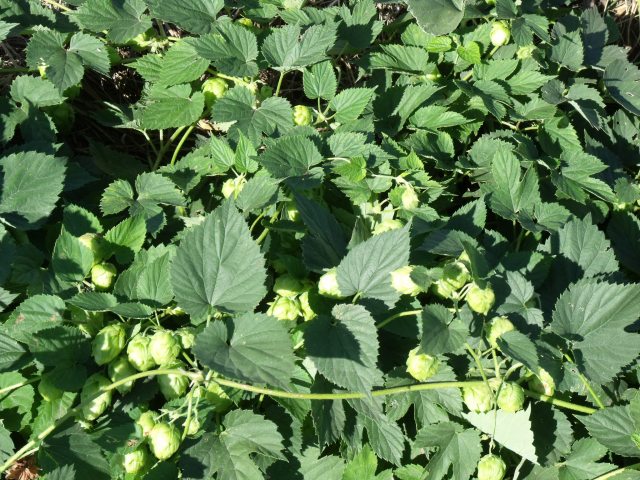 Mature hops ready for harvest.