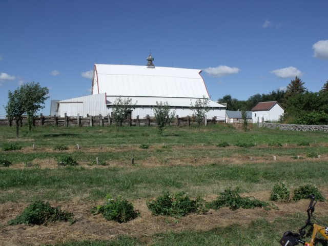 Row of Cascade Hops just before harvesting.