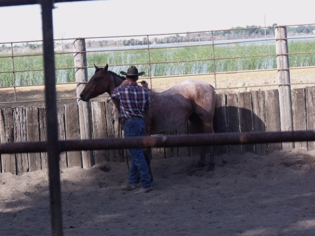 Clayton Callens put on a horse training demo at J Heart Ranch Days.