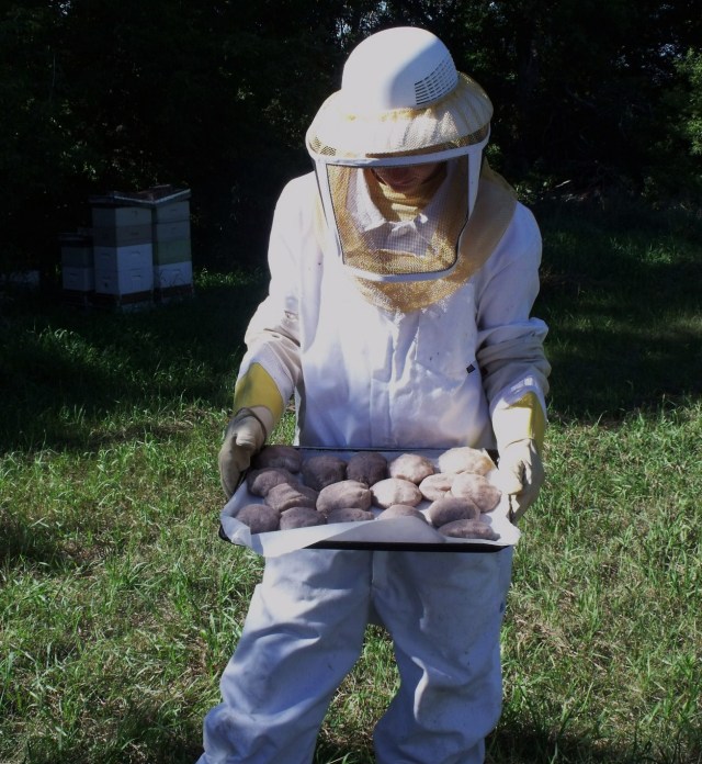 We finished feeding special patties to help control any mites that might attack the bees.