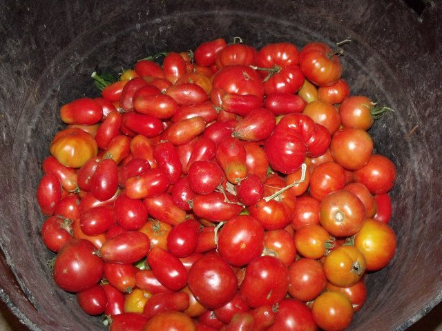 Picked and canned 52 quarts of tomatoes, so far........plenty more to go.