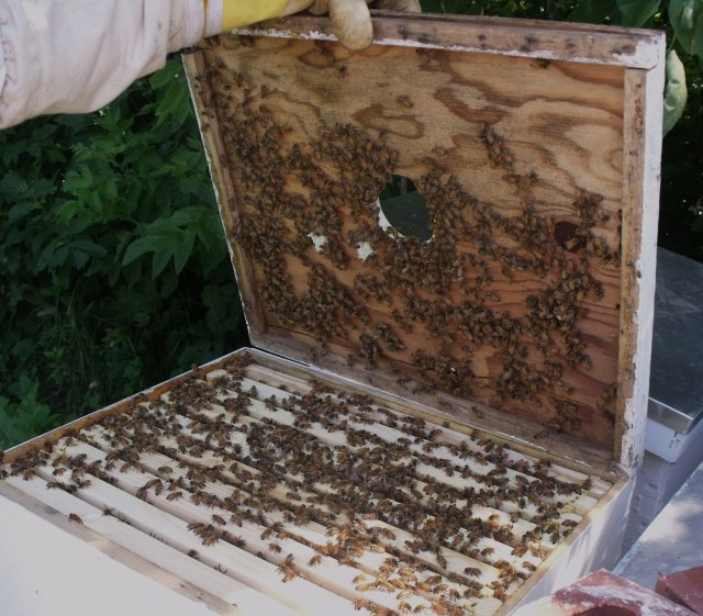 Minnesota Hygienic honey bees