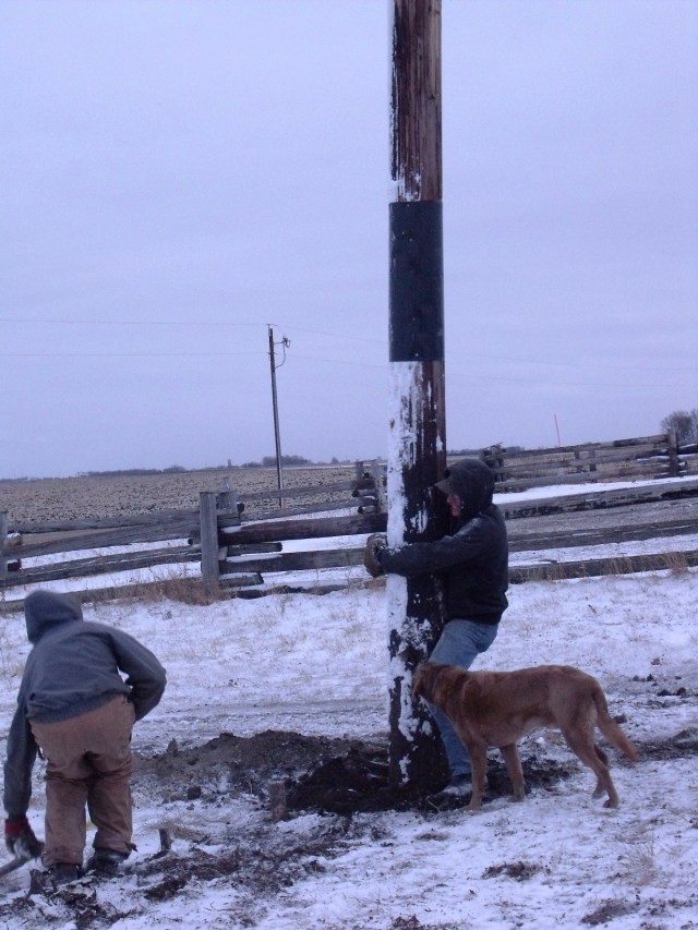 Straightening the poles after they have been planted and filling in extra dirt.