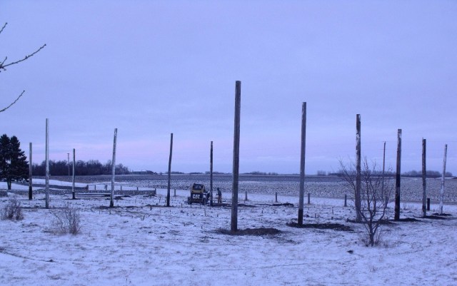 Hops field with newly planted poles!