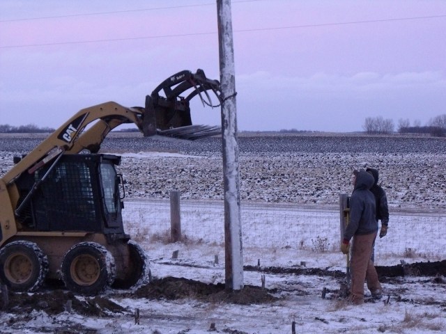 Posts for hops trellis.