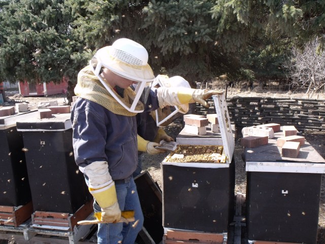Hive inspection, placing pollen patty within.