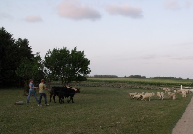 Here the calves are pulling a cut off rural electric utility pole.
