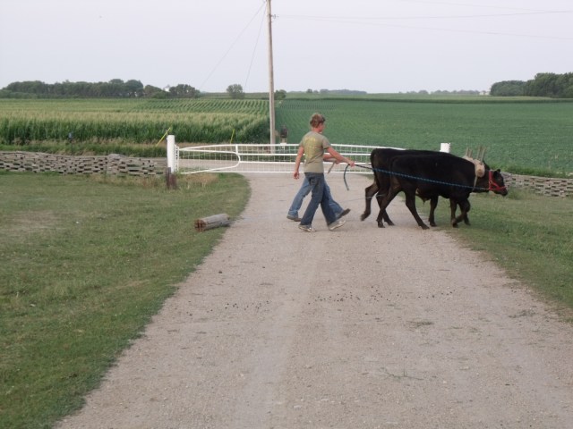 Girls working the calves.