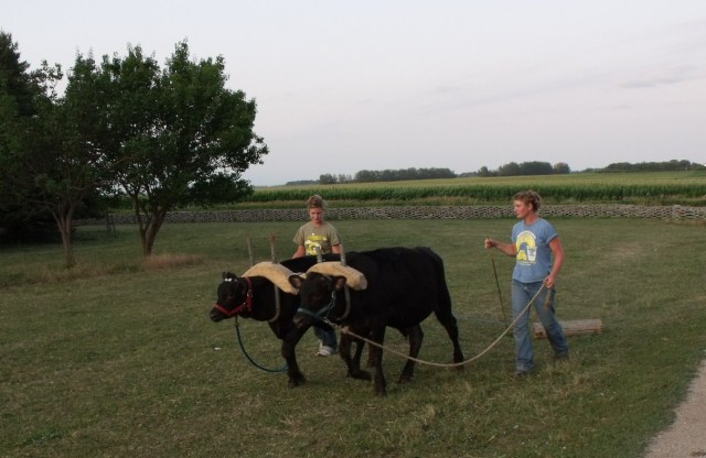 Working with livestock takes great patience, especially when it is hot!