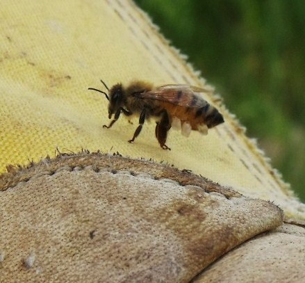 This worker bee landed on Marisa....can you see the wax glands?
