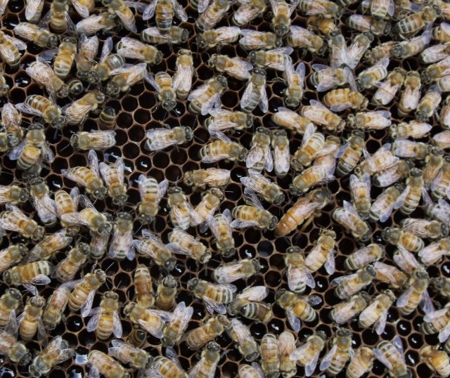 New Minnesota Hygienic queen.