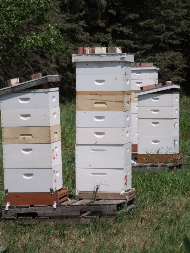 Taken the day of our first honey harvest. You can see these bees were working very hard. So far we have harvested over 400 pounds!