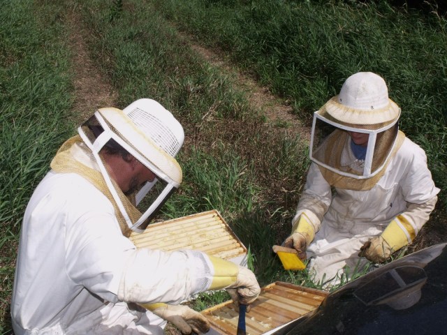 Making sure the frames had no bees in them. Just before we extracted honey.