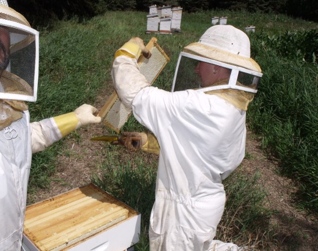Marisa and Dad, brushing off bees when they took the frames of honey out.