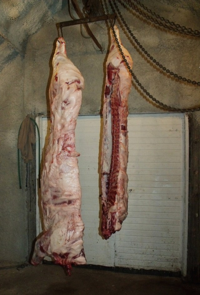 Pork ready to be cut up. We chilled these in our freezers and the cutting and packaging went very well considering this August.