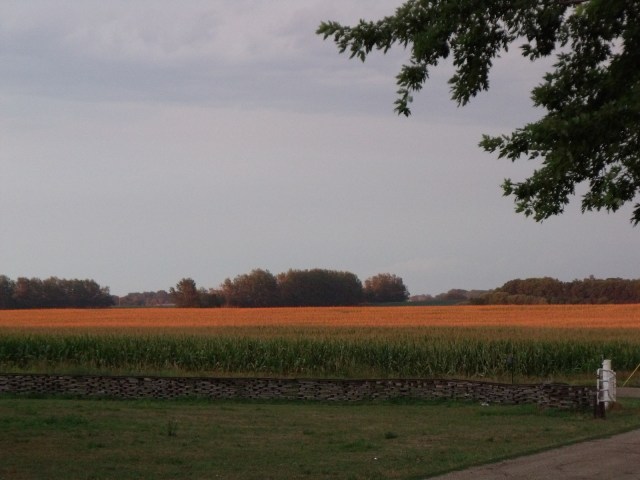 This photo is the view East of the corn field across the road.