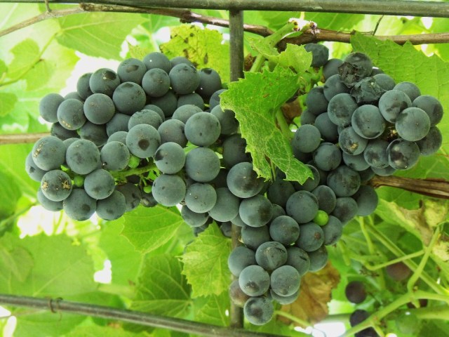 We have a very good crop of grapes this year. So far we canned juice for drinking and made some wine. More to harvest this coming week.