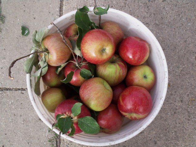 These are some of the Sweet Sixteen apples. I can't say they were all that sweet...must be the drought.
