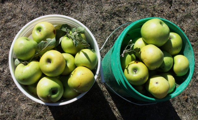 These are the winter apples from the oldest apple tree on the farm. They taste best after the first frost.