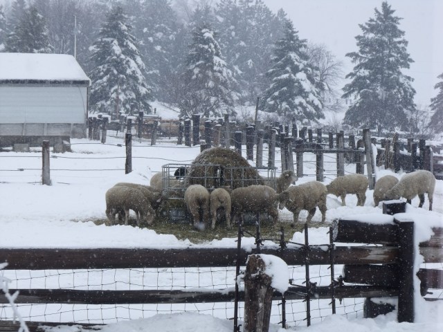 Sheep are extra hungry with all of the snow and cold weather.