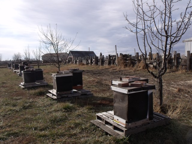 Honeybee hives wrapped in tarpaper