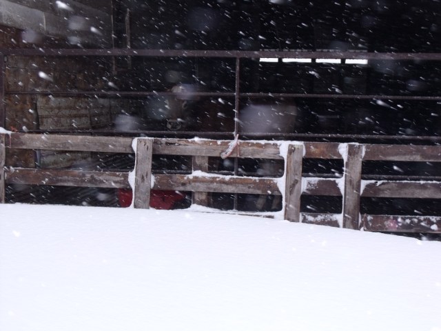 A jersey steer peers out of the barn into the storm.